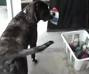 amateur joven nos deleita